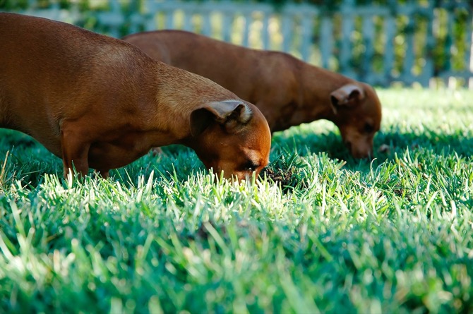cani-mangiano-erba